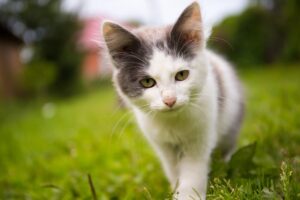 5 modi per non far soffrire il caldo estivo al gatto