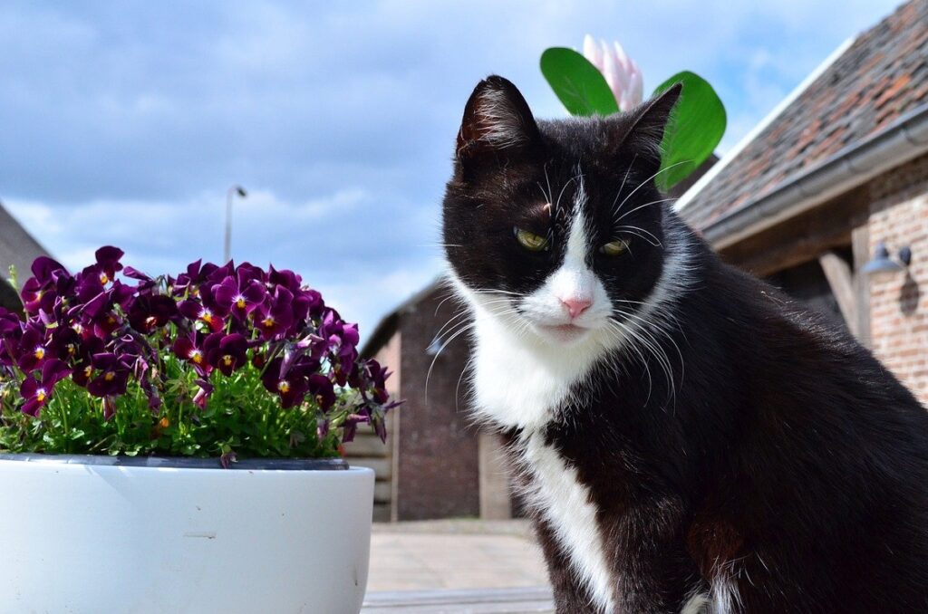 gatto vaso fiori