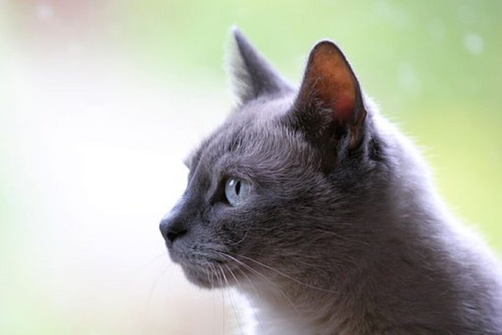 gatto grigio occhi