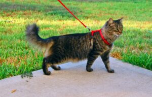 5 passaggi per addestrare il gatto a camminare con il guinzaglio