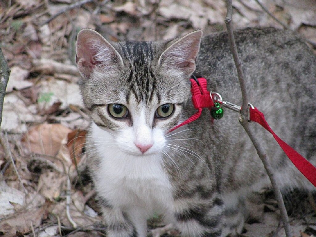 gatto natura cammina