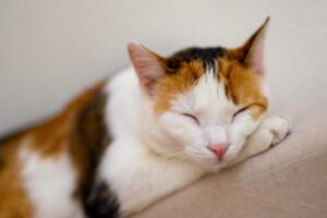 5 ragioni per cui i gatti adorano dormire con i proprietari
