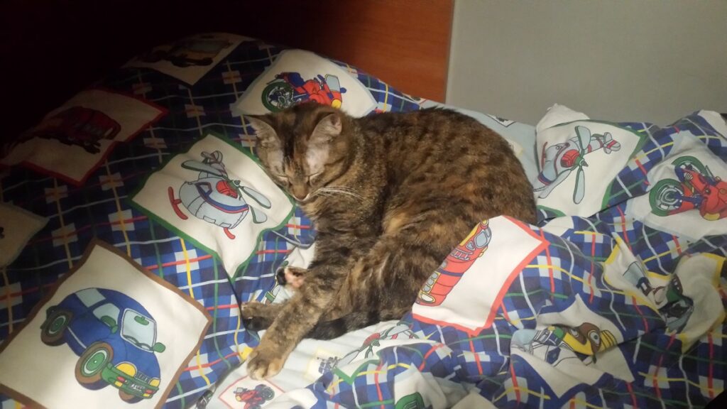 gatto coperte dorme