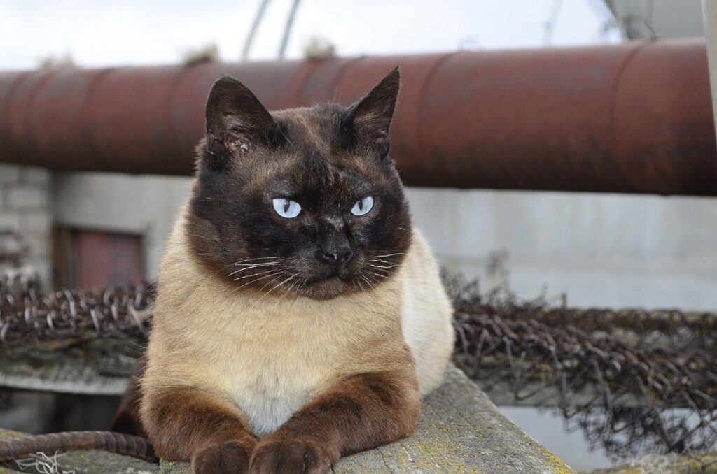 gatto balinese stupendo