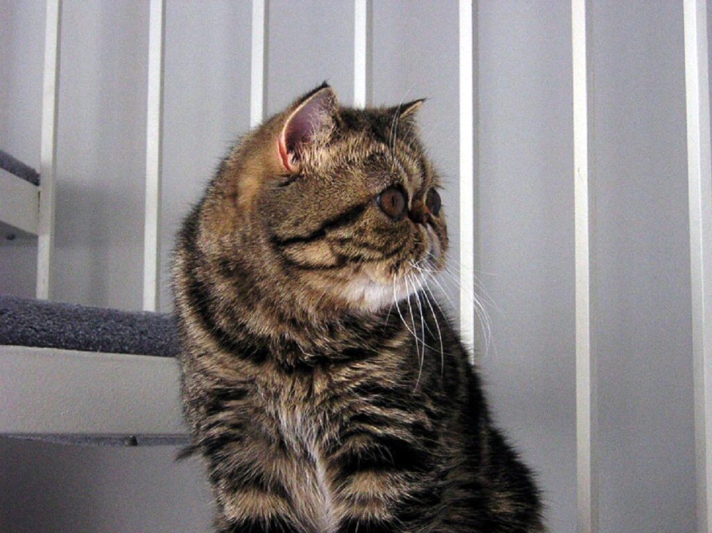 gatto exotic shorthair