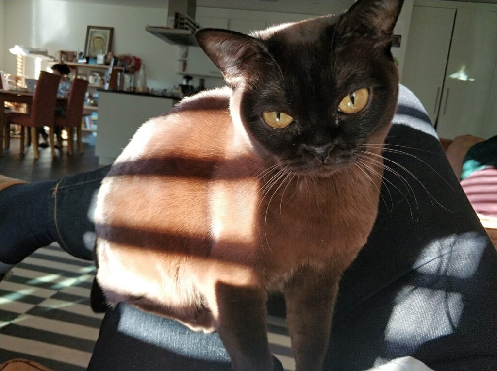 micio pelo particolare