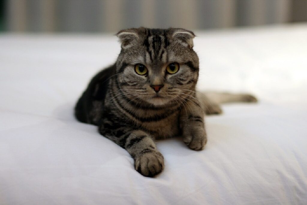 scottish fold micio