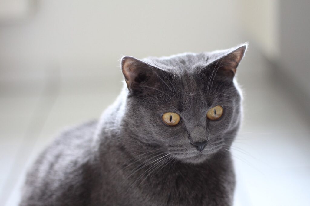 gatto grigio stupendo