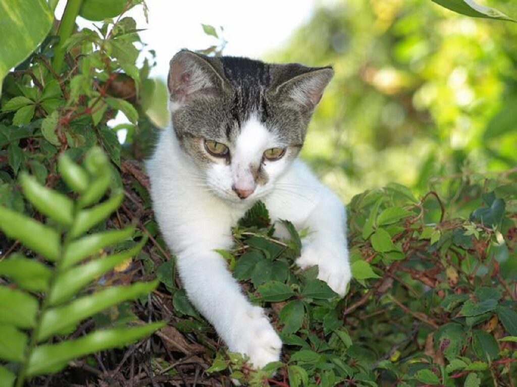 gatto foglie natura