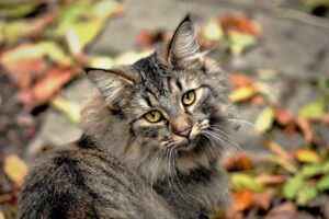 5 suggerimenti per far tornare l’appetito al gatto