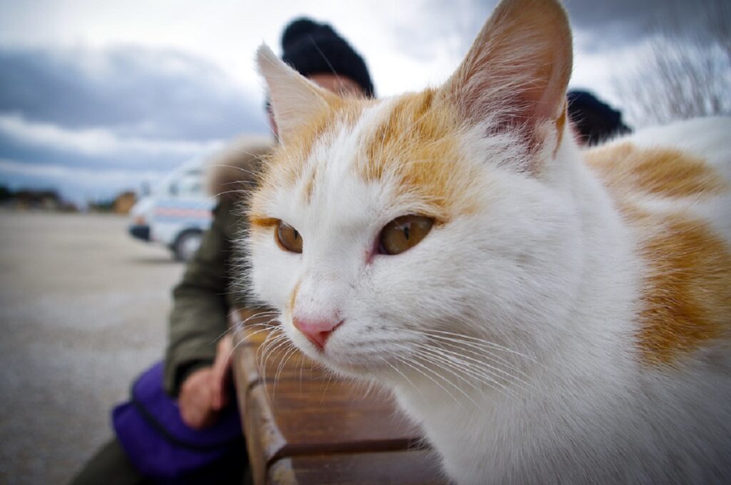 gatto arancione bianco