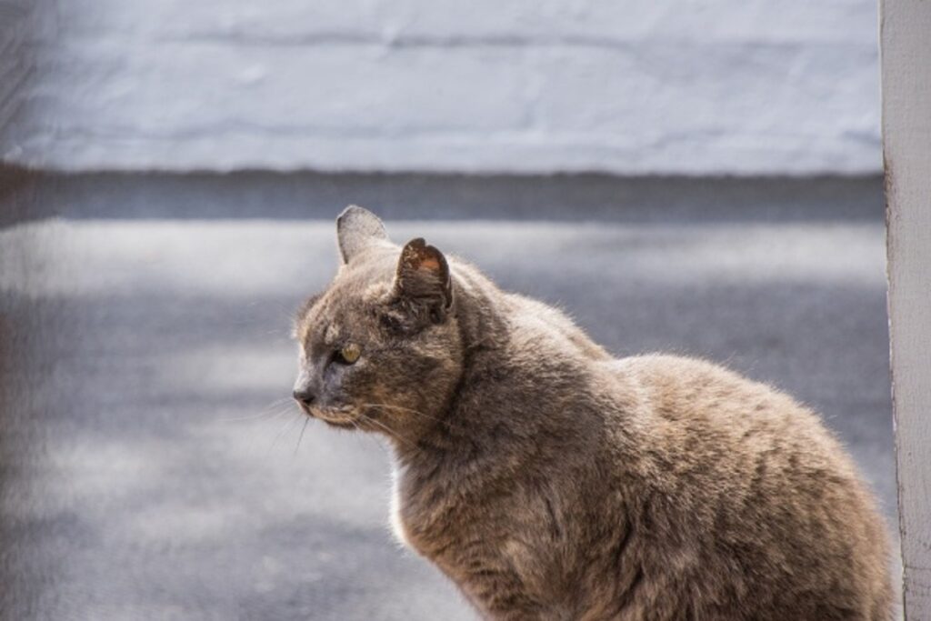 gatto grigio stupendo