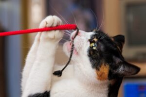 6 consigli per vivere al meglio con un gatto anziano