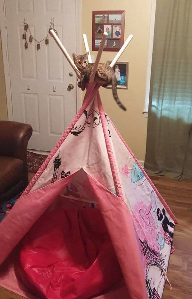 gatto seduto tenda
