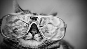6 esilaranti foto di gatti che indossano gli occhiali