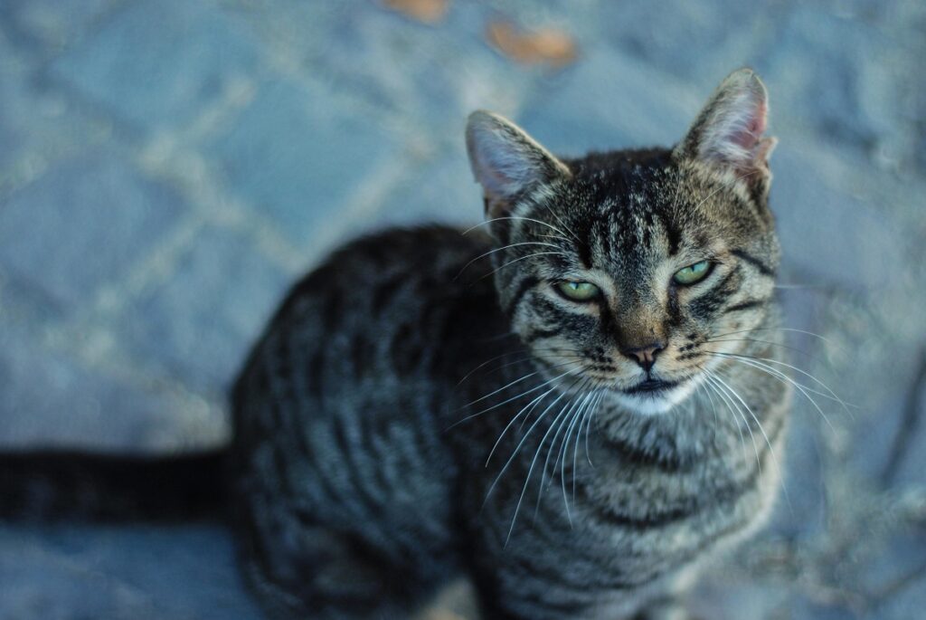 gatto soriano splendido