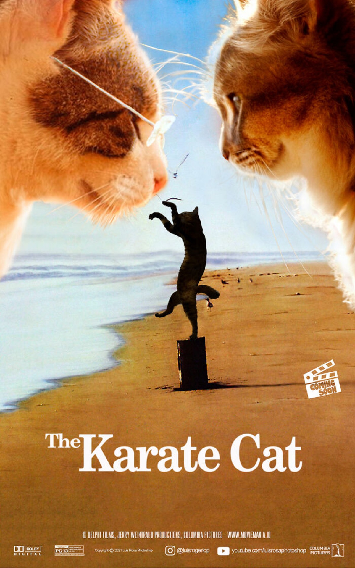 Кот каратист картинки