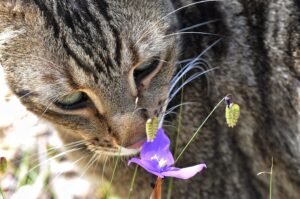 7 odori preferiti dai gatti che forse non conoscevi
