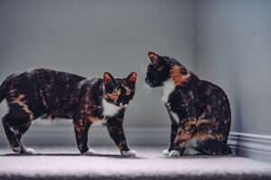 8 foto che dimostrano quanto sia speciale l’amicizia tra gatti