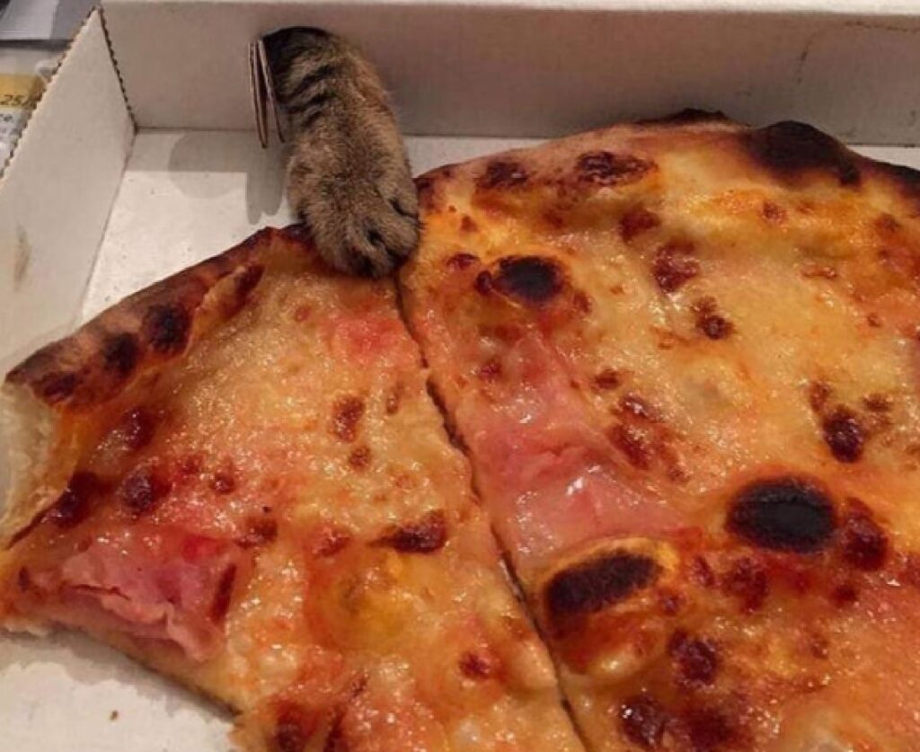gatto esperto ladro di pizza