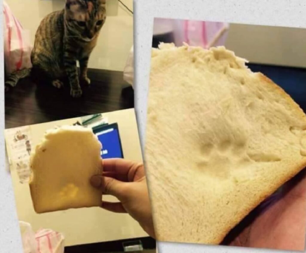 gatto lascia il segno pane