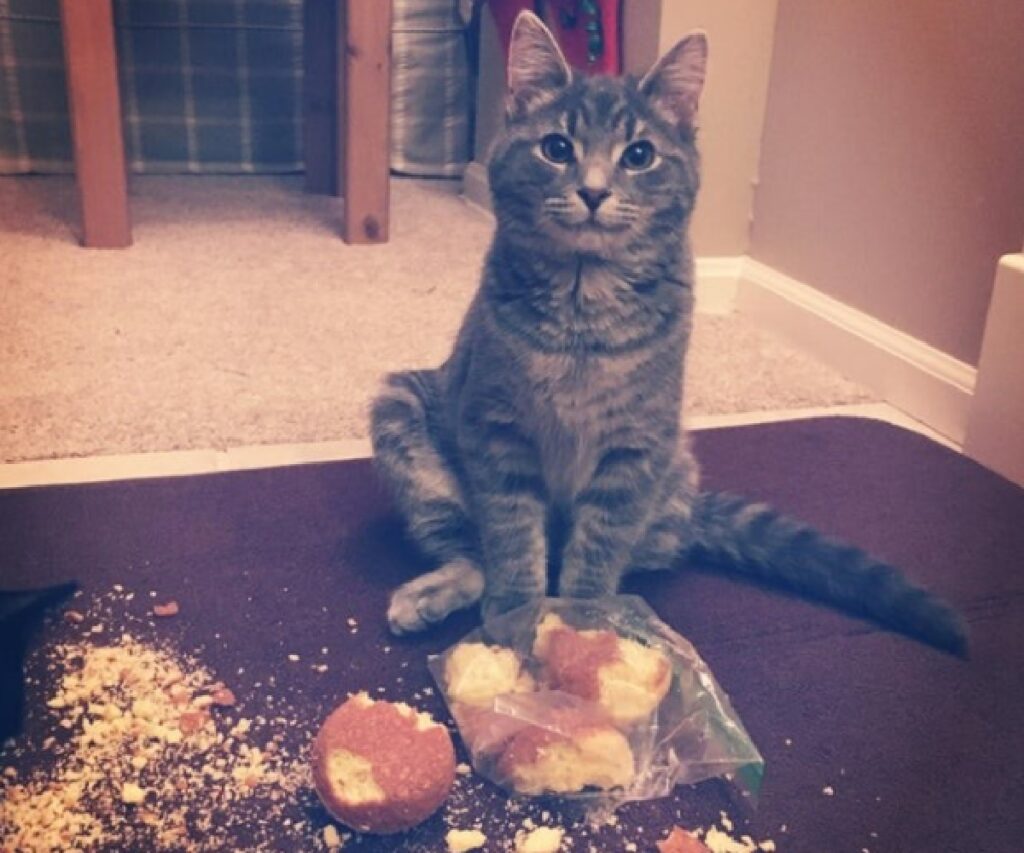 gatto prende pane da cucina