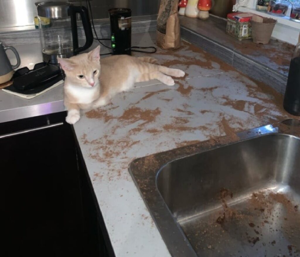 gatto polvere marrone su banco cucina