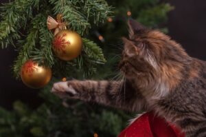 8 foto di gatti che non riusciranno mai e poi mai a rovinare il natale