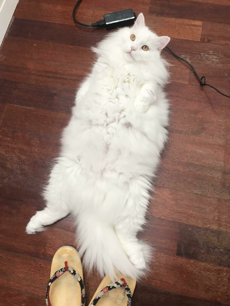 gatto bianco pancia