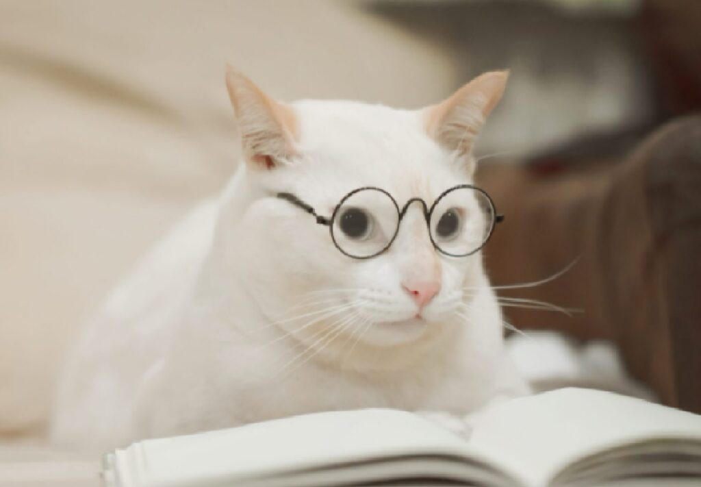 gatto porta occhiali da lettura