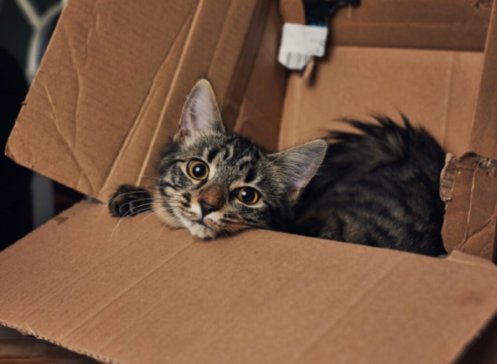 gatto dentro scatola cartone