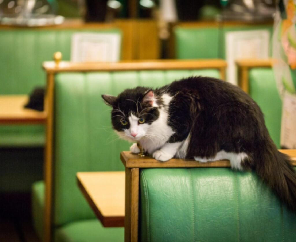 gatto nero bianco occupa posto