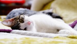 8 foto di gatti che sanno come dare il giusto “buongiorno”