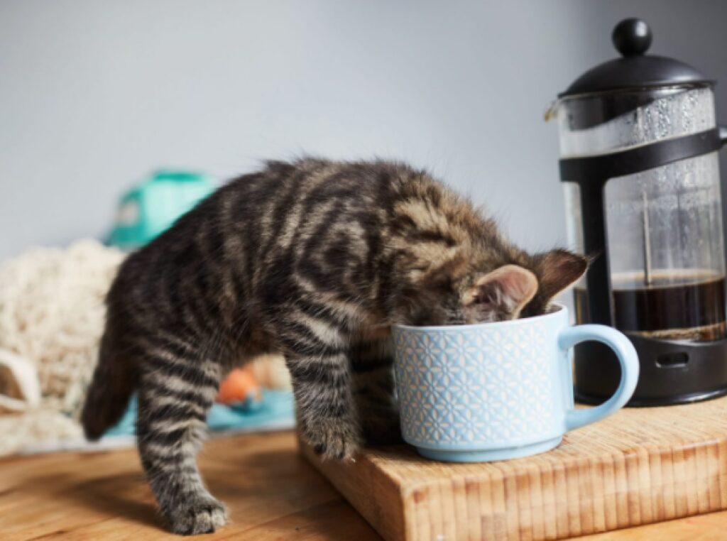 gatto soriano cerca colazione