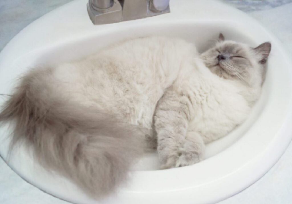 gatto va in bagno lavandino