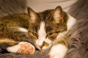 8 foto di gatti che si addormentano in luoghi improbabili