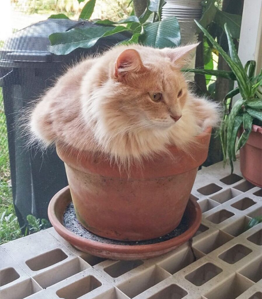 gatto peloso arancione