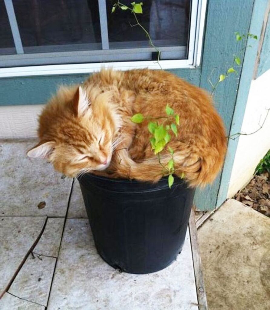 felino schiaccia pisolino