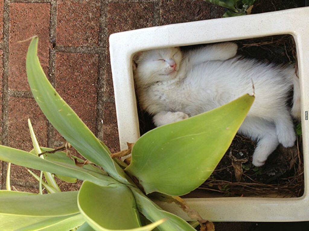 gatto bianco adorabile