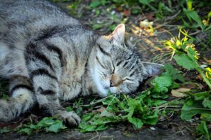 8 foto di gatti che si sono “trasformati” in piante