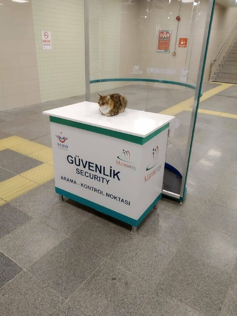 gatto tavolo sicurezza