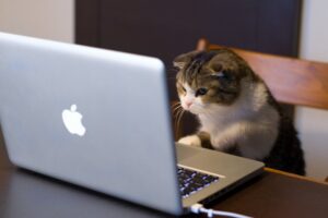 8 foto di gatti che svolgono lavori a dir poco speciali