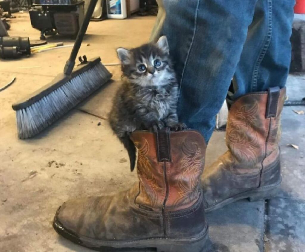 gatto pensa stivale sia comodo