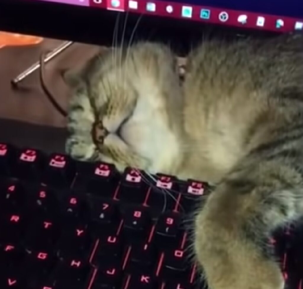 gatto tastiera computer dorme