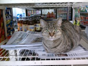 8 sorprendenti foto di gatti che vivono nei negozi di Hong Kong