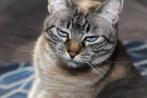 8 foto di gatti con i look più sorprendenti che abbiate mai visto