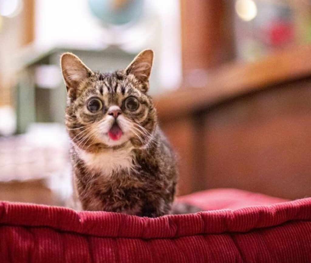 gatto occhi sporgenti sorriso