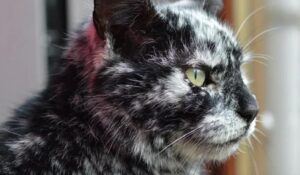8 foto di gatti con la vitiligine che vi faranno innamorare all’istante