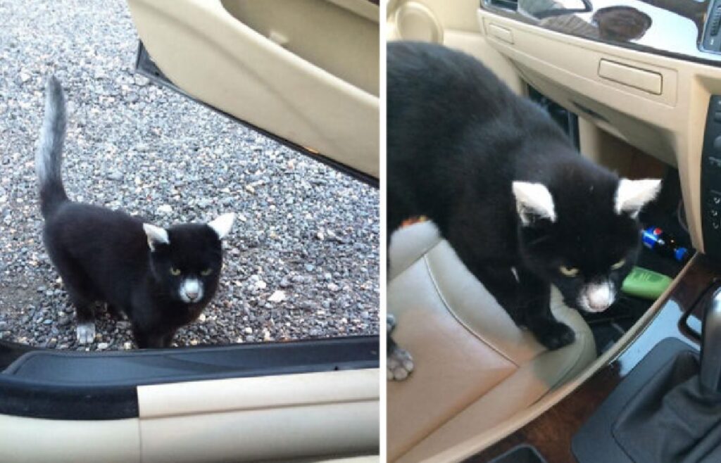 gatto entra in auto vicino papà