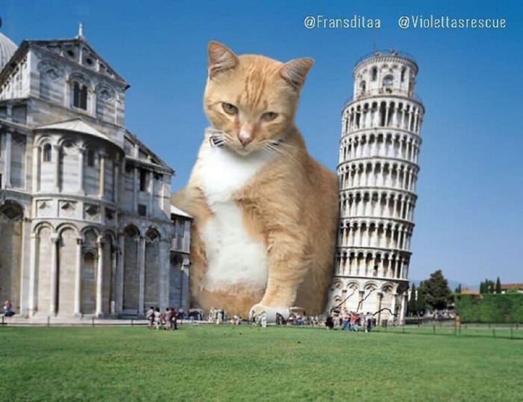 gatto torre pisa